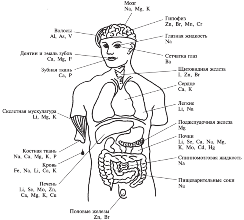 Химические элементы в организме человека. Химические элементы в организме человека схема. Топография химических элементов в организме человека. Содержание химических элементов в теле человека.
